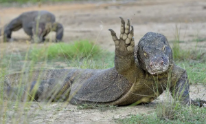 非洲第二大爬虫类动物——尼罗河巨蜥好养吗？