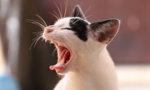 猫发出低吼是什么情况？可能受到了环境的威胁！