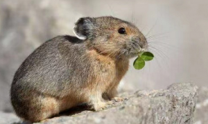 伊犁鼠兔寿命多长？速来康康吧~
