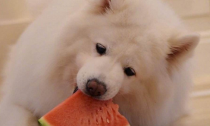 萨摩耶犬吃什么水果？铲屎官必看！