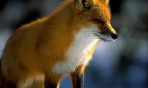美丽的变种狐狸——彩狐，快来认识一下吧！