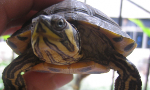 黄肚红耳龟可以深水养吗？该怎么养呢？