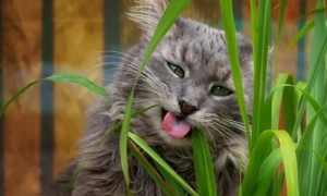 猫会主动吃猫草吗？来看看吧