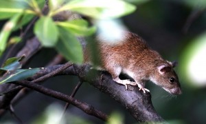 动物小百科：关于笔尾树鼠你不得不知道的知识！