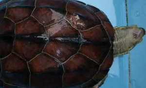 腊戍拟水龟是保护动物吗？来看看吧