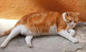 小猫咪肚子很大，不要以为怀孕了