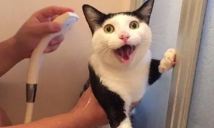 过度给猫咪“洗澡”，百害而无一利，别再害它了！