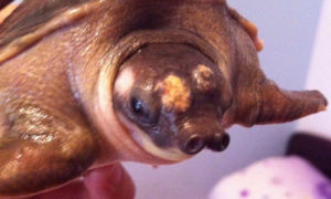 今日解答，猪鼻龟烂甲能自愈吗？