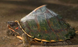 印度棱背龟是深水龟么？可以饲养吗