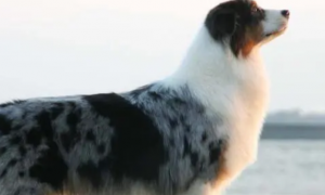 澳洲牧羊犬好养吗？怎么养正确？