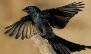 鸟界“平头哥”——黑卷尾，它的叫声原来是这样的！