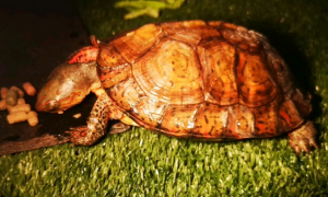 今天带你了解，洪都拉斯木纹龟可以深水养吗？