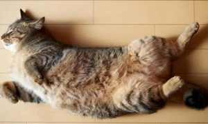 一文告诉你，猫为什么喜欢拉长身体睡觉？
