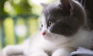 快来了解：小奶猫多大可以自己排尿排便呢？
