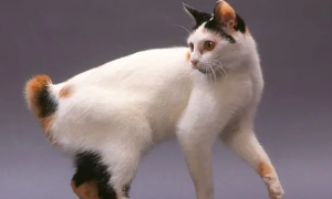 日本短尾猫尿频怎么回事？不能忽视