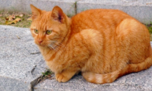 十只橘猫九只胖 预防过度肥胖可以入手卡比猫粮
