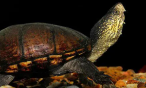 东方泥龟多少钱一只？本文来告诉你。