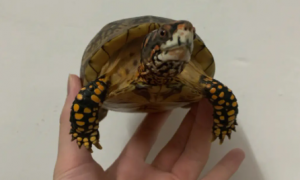 饲养科普：佛罗里达箱龟能养多大？