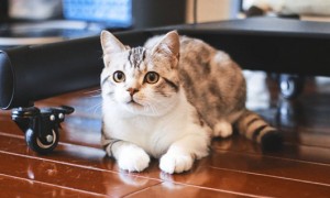 野猫生的小猫能养吗，该怎么饲养比较好呢？