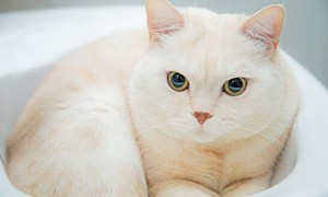 矮脚猫和高脚猫生育的猫咪是什么样子的呢？