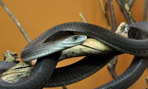 黑曼巴蛇最大有多少斤？答案令人意外！