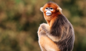 猴子也被“网暴”啦？同样是猴类，为啥金丝猴更招人疼？