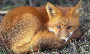 看看赤狐·113“这只小狐狸精”，你就知道它们有多可爱了