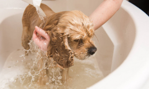 美国水猎犬怎么洗澡？这四点要注意