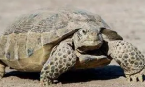 墨西哥地鼠龟寿命？决定性因素是什么？