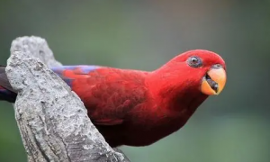 养宠知识：红色吸蜜鹦鹉能活多少年？