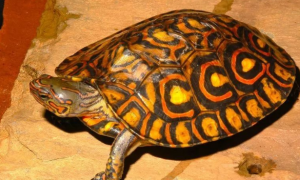 哥斯达黎加木纹龟的挑选技巧来啦~请注意查收！