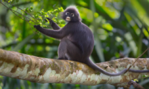缅甸乌叶猴的生活习性有哪些？我来帮你解答！