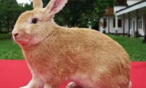 宠主科普：豫丰黄兔和福建黄兔的区别是什么？