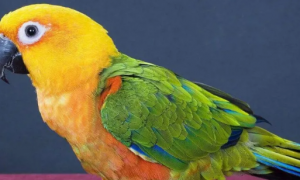 珍达锥尾鹦鹉的价格有高有低，判断标准是什么？