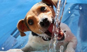 幼狗尤其爱喝水，必须操纵吗？给狗狗饮水必须注意什么？