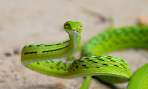 人们常说的青竹蛇，到底是什么样的呢？