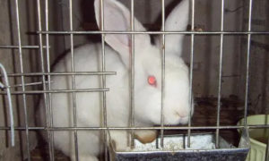 新西兰兔与日本大耳白兔的区别？看这里就对了！