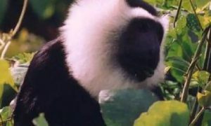 花斑疣猴的种群是如何构成的？不清楚的快来看看！