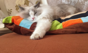 猫为什么喜欢踩枕头？这里的答案超全！