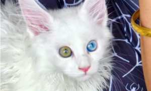 白色异瞳猫稀有吗？是的，很稀有