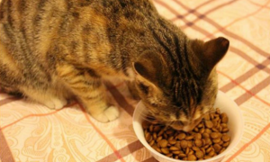 猫每天吃多少猫粮？根据大小来判断