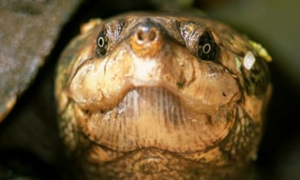 这篇关于马达加斯加大头侧颈龟的科普，一定不要错过哦
