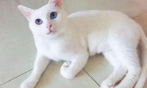 蓝色眼睛的白猫是土猫吗？看完你就知道了