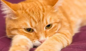 猫咪百科：橘色的猫咪有什么品种？