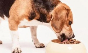 狗狗宁可饿着肚子也不要吃狗粮，宠主该怎么办？