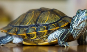 乌龟多久喂一次龟粮？乌龟的饮食习惯