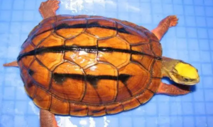 龟龟小科普：三线闭壳龟是半水龟吗？