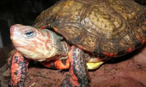 洪都拉斯木纹龟需要冬眠吗？一看便知！