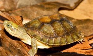 被称为“美人龟”的潘氏闭壳龟，了解一下吧