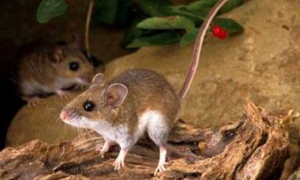 米氏弹鼠，灭绝于1901年以前的一种袋鼠